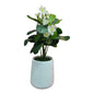 Flower with Vase